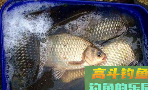 晚秋钓鲫鱼三大绝杀饵料，上的都是大板鲫