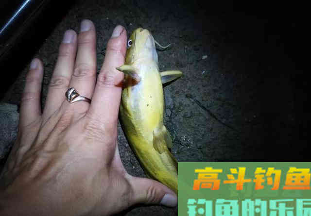 野钓你喜欢用蚯蚓吗？这些关于蚯蚓的小常识知多少