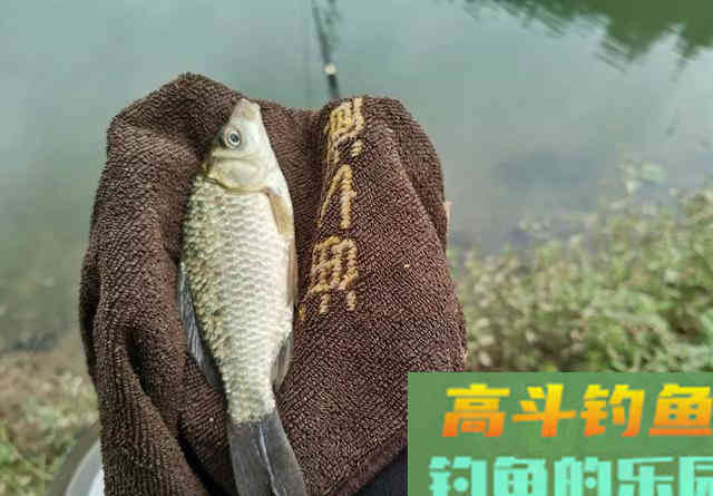 想要钓得多，自己得先走出添加剂的误区，3种错误认知不要有
