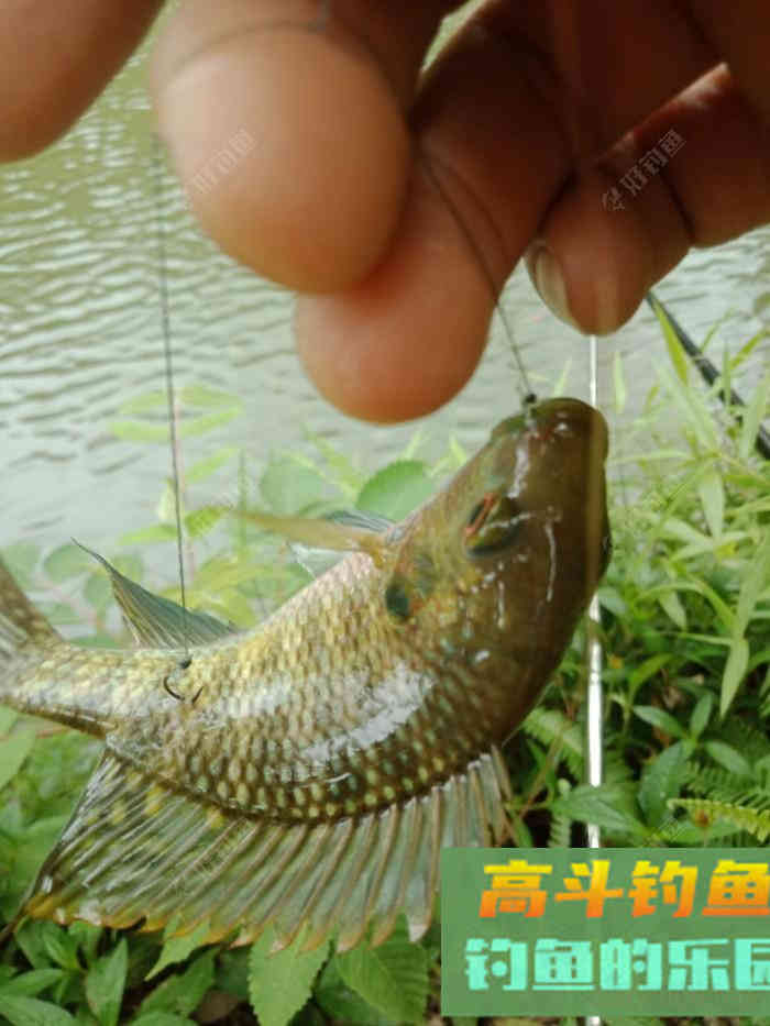回家顺手试自配草鱼饵，还是七彩非伴随左右