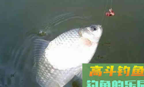 用蚯蚓都没鱼口，是大小没选对，有鱼也没口