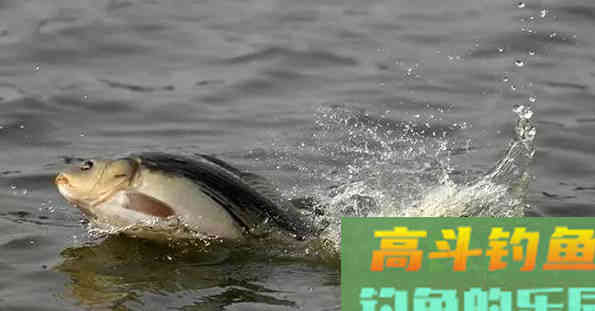打窝后不发窝，是窝料的问题，还是钓点的问题