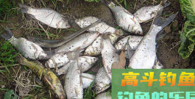 分享几种钓鱼酒米延伸用法