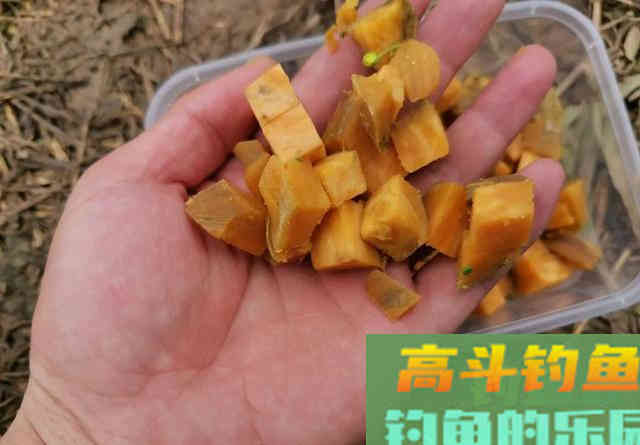 钓鲤鱼别总是用玉米，试试这种饵，廉价又有效