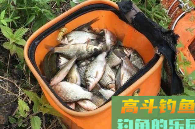 天冷啦，板鲫就爱吃这饵，简单又省事，不用小药哦