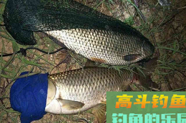 用五谷杂粮做窝料，诱鱼效果不比买的差