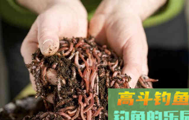 2分钟在家自制不用花钱的鱼饵