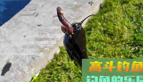 红虫和蚯蚓，钓鱼用哪个更好？