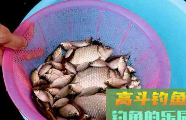 多余饵料的3大妙用，不是老司机还真想不到