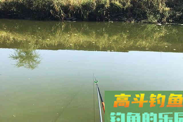 窝内有鱼不开口！是饵料不对路？