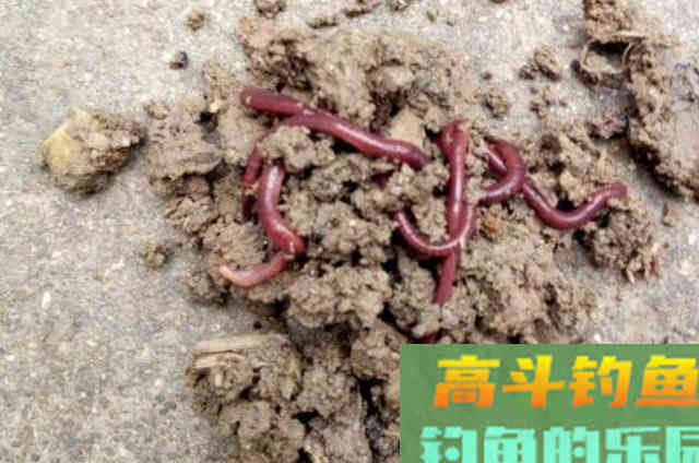 蚯蚓饵的选用与挂钩方式，与商品饵混用