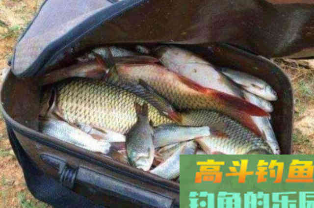 天气热，对付,鲫鲤鱼就得用这饵