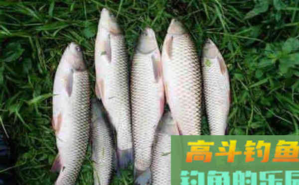 适合野钓自制窝料配方汇总