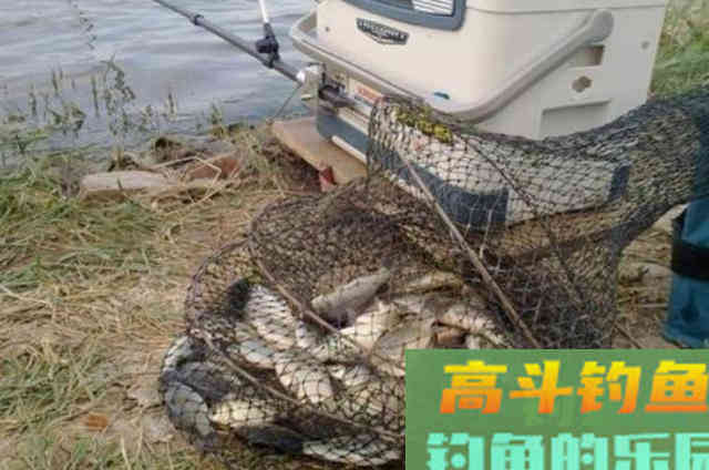 钓了三十年鲫鱼，不料这特效饵比小药还管用