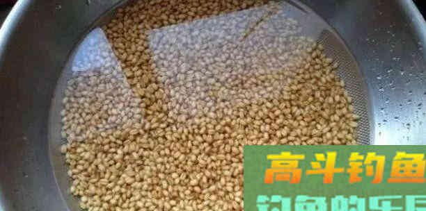深秋钓鲫鱼用这几款饵料，鱼获不好才怪