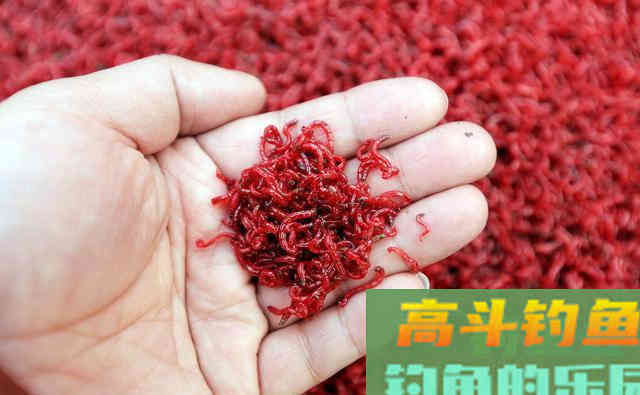 红虫钓鱼说了几十年，但所有这4种虫饵，都不是红虫