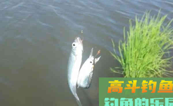 酒米只会用来打窝？试试这些用法，野钓效果好