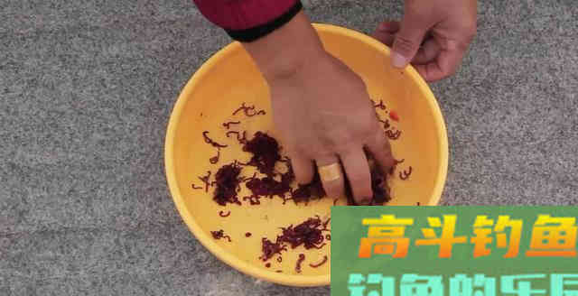 脆弱的红虫饵如何保存？有3套常用法，让红虫持续鲜嫩