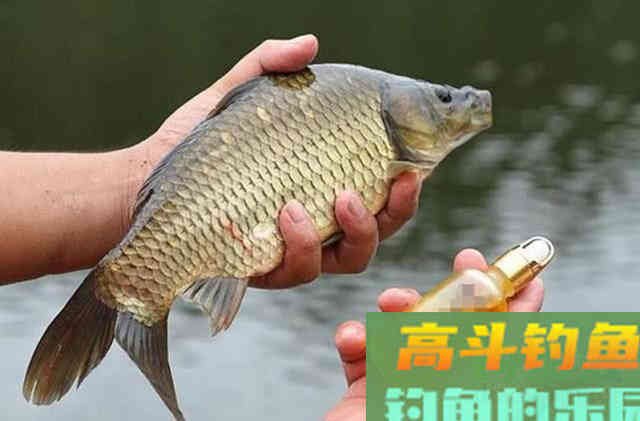 钓鱼添加剂的使用心得，别被无良商家忽悠了