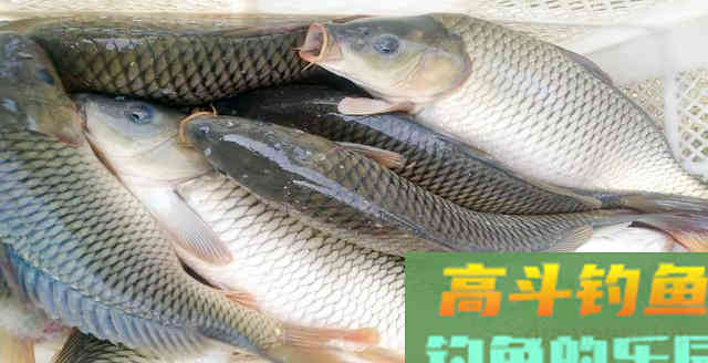 自制重口味窝料配方分享，湖库钓大鱼必备