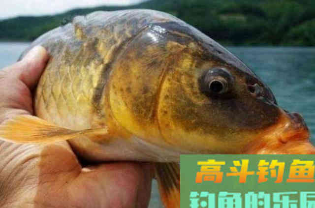 野钓鲫鲤鱼时，可供钓友们选择的一款药酒秘方
