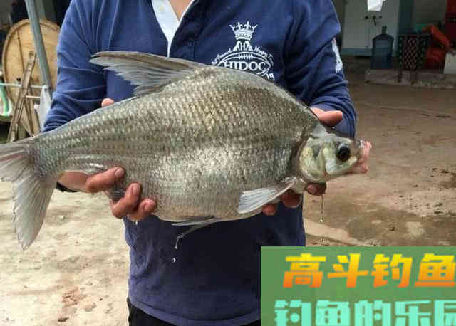 3种鱼的打窝方法，鲤鱼草鱼和武昌鱼的窝料
