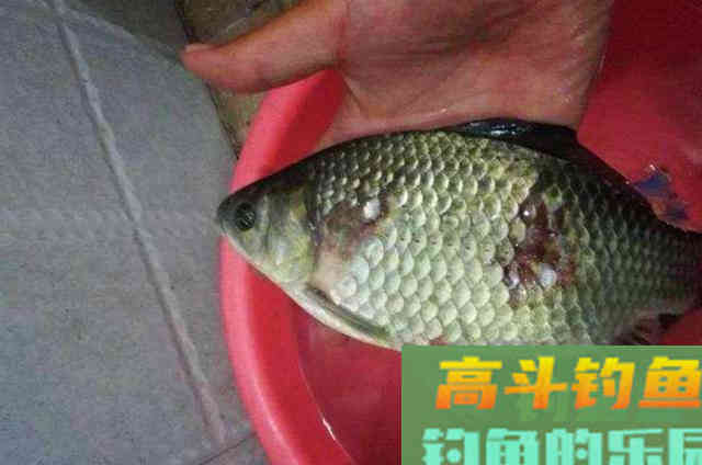 10元一包的饵料,冷天钓大板鲫好,省钱又省事 10元一包的饵料,冷天钓大板鲫好,省钱又省事
