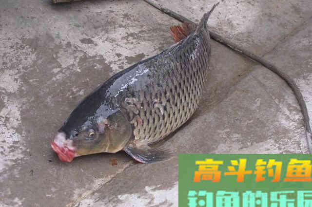 鲤鱼特效饵料配方分享，春夏秋冬四季通用