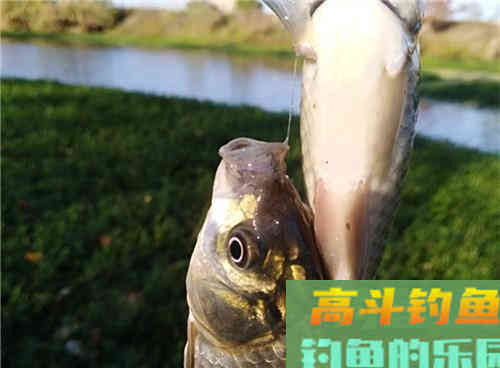 冬季水温低野钓该如何打窝？学会三招野钓发窝快