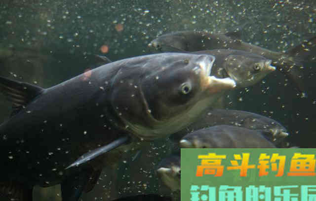 没用完的饵料我从来不扔，发酵了的鱼饵好处多着呢