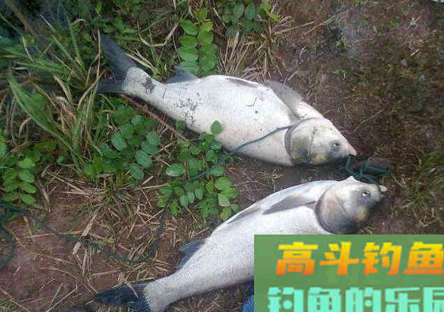 如何自制鲢鳙酸臭饵料？我教你