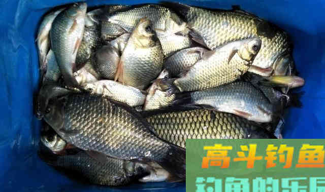 谷麦钓法，自制酒米野钓鲫鱼