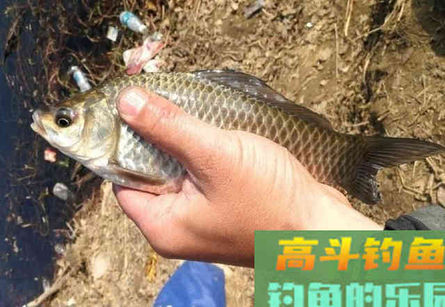 冬季的鲫鱼的钓饵教学，钓获10多斤野生大板鲫鱼