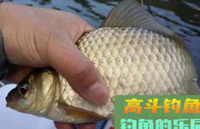 冬季户外野钓鲫鱼时，可以直接选用的一款自制饵料