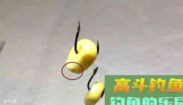 用玉米钓鱼有3个技巧，助你告别用玉米钓鱼是总空军