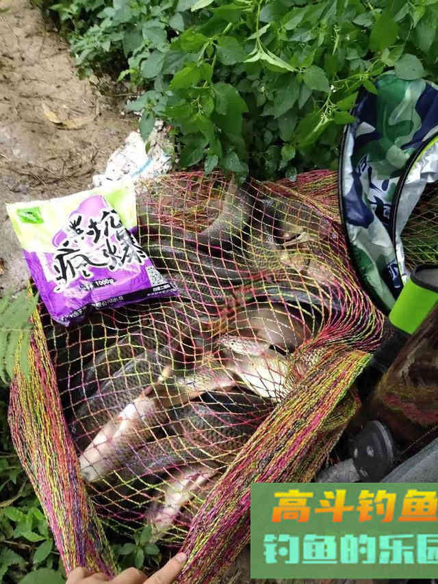 别再乱加小药了！饵料味型选用有规律