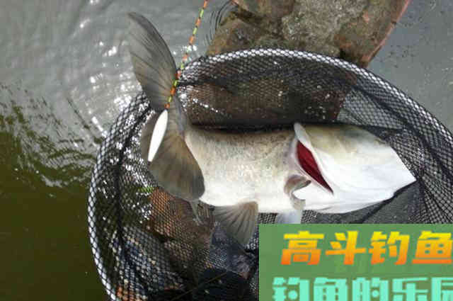 钓鲢鳙的珍藏饵料一套，只要用对方法就能钓好