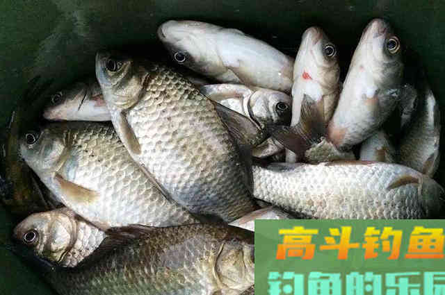 剩菜剩饭做窝料，起初被人嘲笑，渔获给我了满足