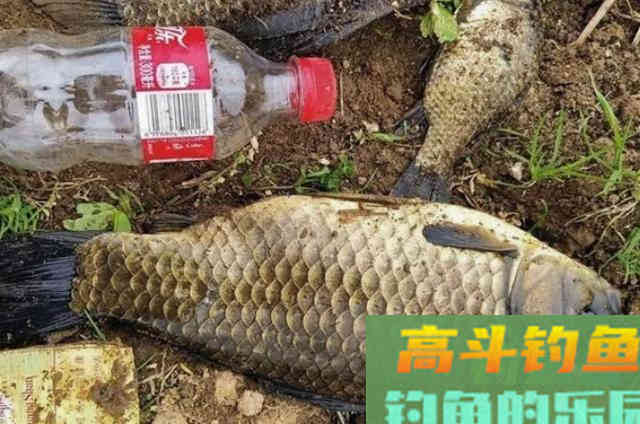 专治鲫鱼不开口的饵料，用了三十年依然奏效