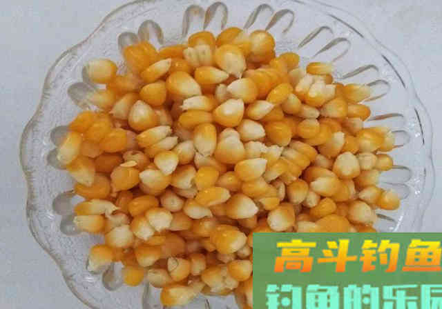 每年三月份，我都用这款自制饵料钓鲤鱼