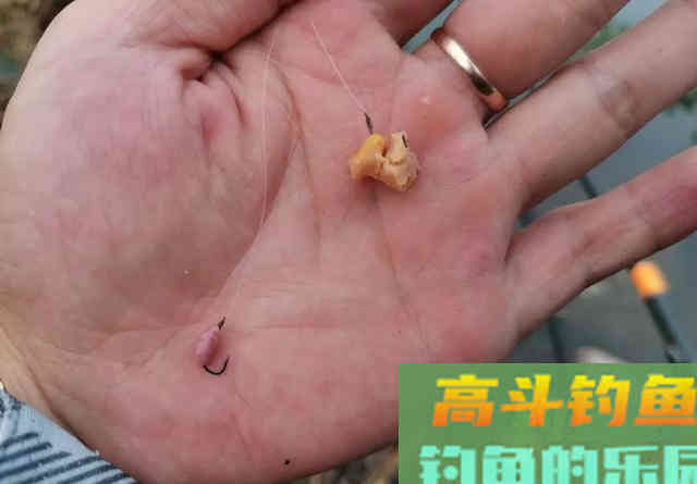 口香糖能钓到鱼吗？野河小测4小时，效果十分稳定