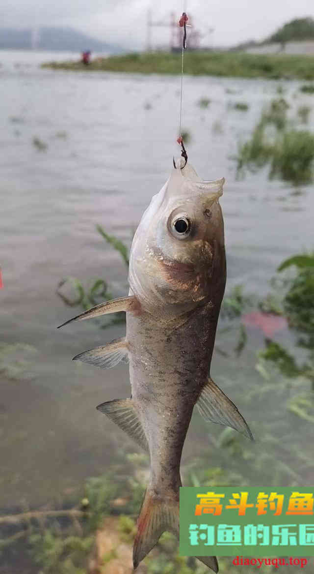 长江野钓鲢鳙，用蚯蚓守钓鲢鳙鱼，钓获5斤鲢鳙鱼