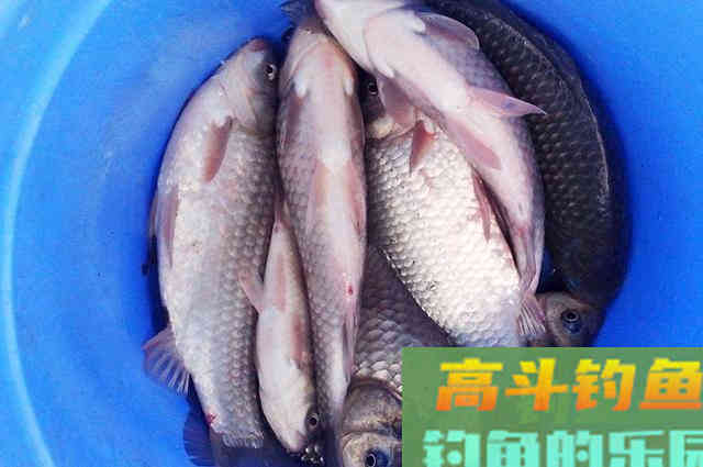 自制饵料配方分享，钓效甩出商品饵两条街