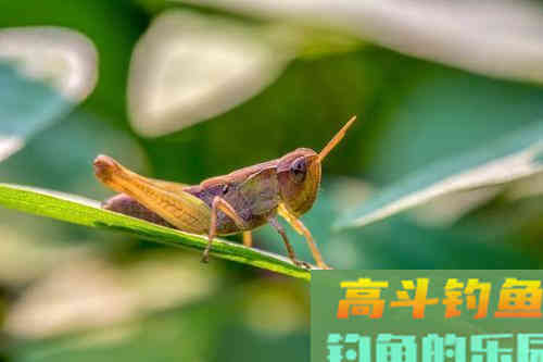 它正在全球肆虐，钓大鱼蝗虫是一绝，用对方法就可以
