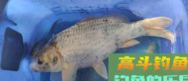 窝料秘方，诱钓野生大板鲫鱼，钓鲫鱼和鲤鱼最佳窝料