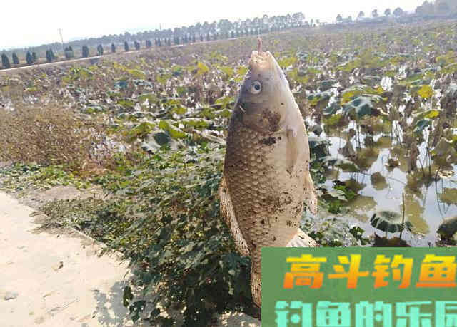 冬钓小鲫鱼，必用的三种饵料，你都用对了吗