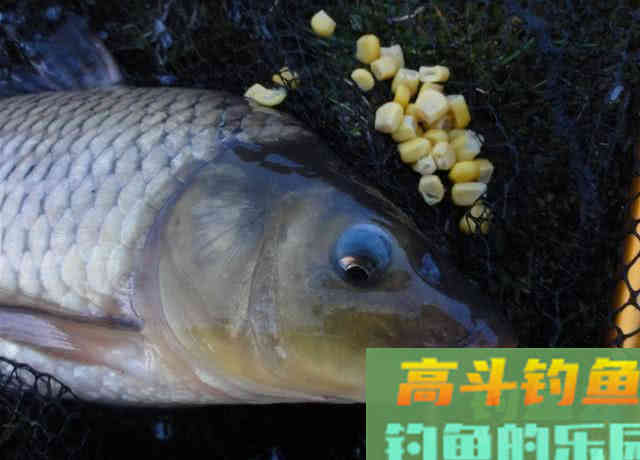 都说钓鱼要用粮食换，该如何打窝，从四个方面考虑