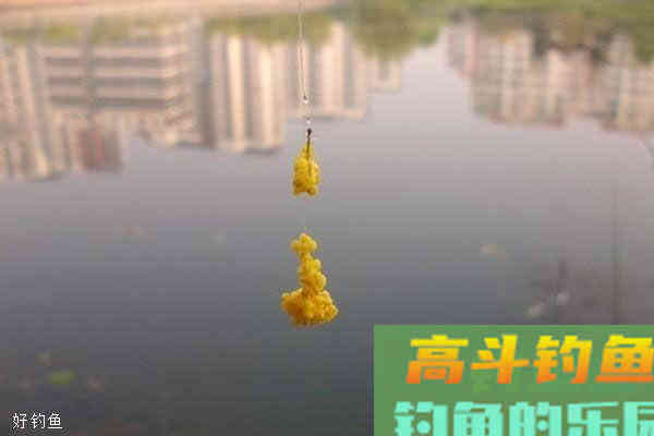包食钓和麻团钓的用饵技巧与解决小鱼闹窝