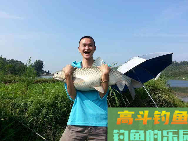 3种鱼的打窝方法，鲤鱼草鱼和武昌鱼的窝料