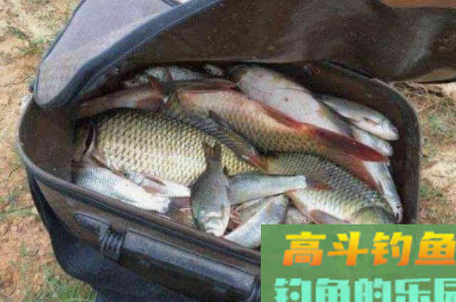 玉米饵钓鱼，有的狂拉，有的人没口，为什么？